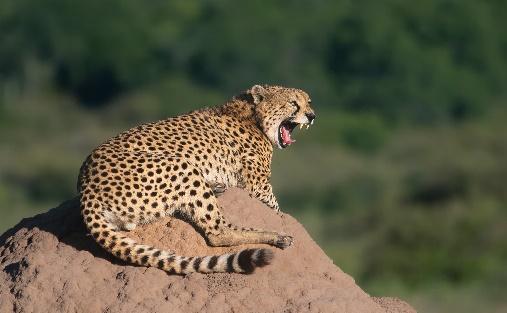 Mara Intrepids