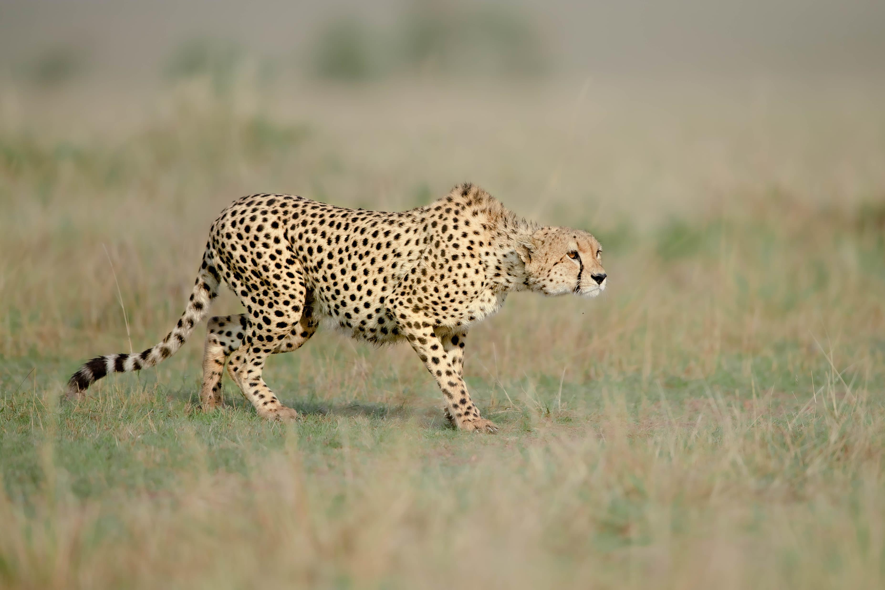 Image of Masai Mara