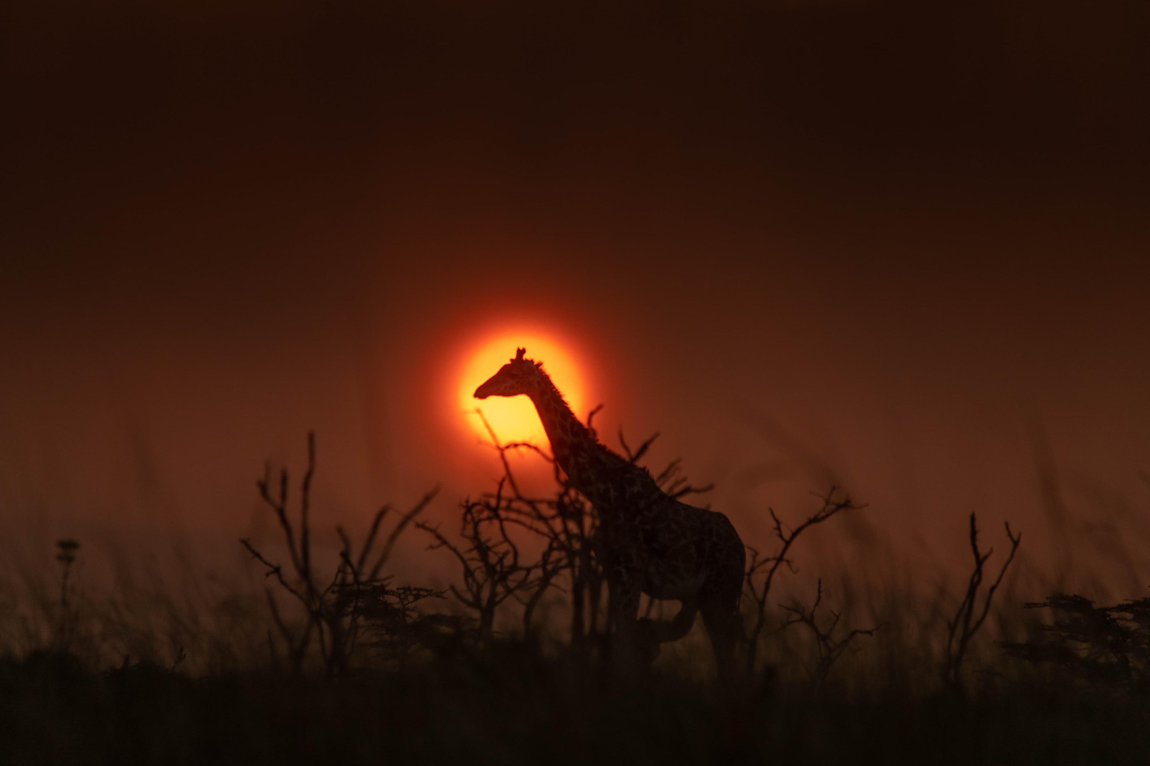 Image of Tsavo West