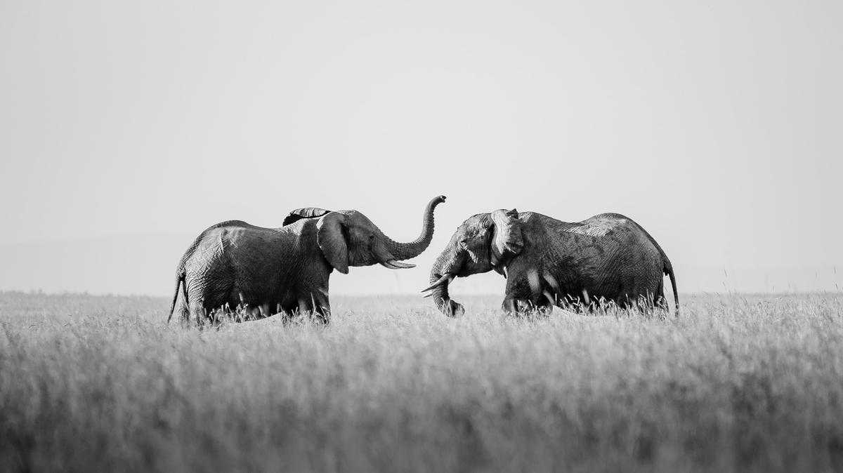 Amboseli landscape with Mt. Kilimanjaro