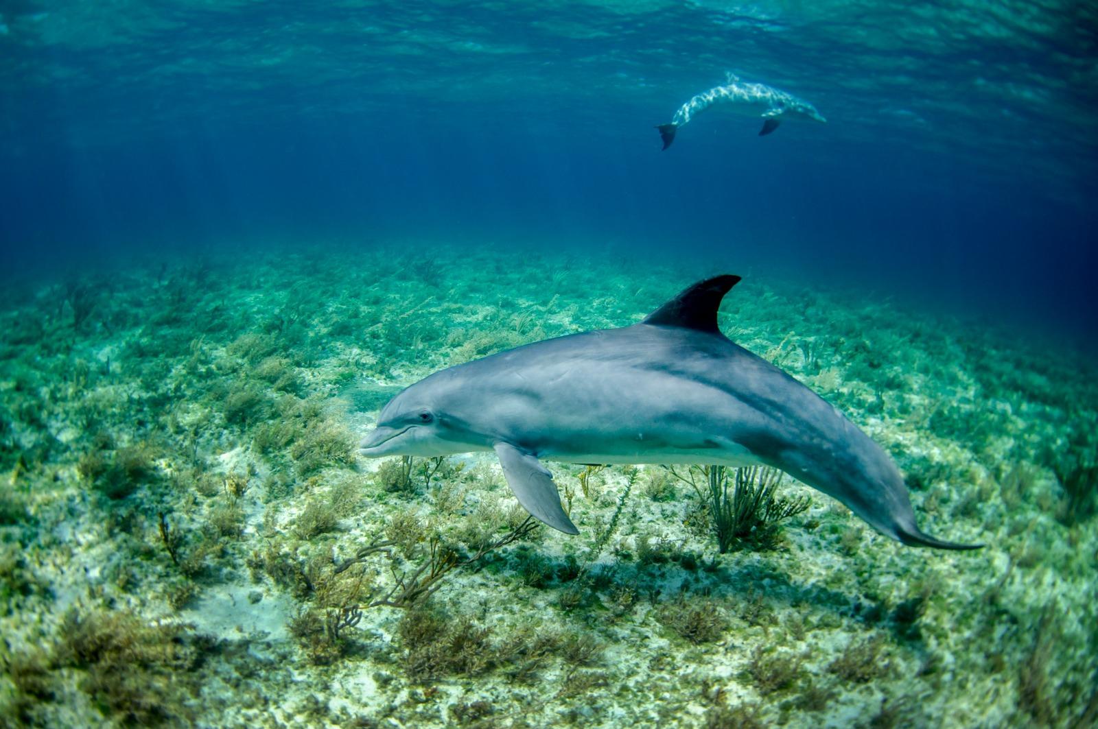 Swim with Dolphins